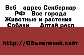 Веб – адрес Сенбернар.РФ - Все города Животные и растения » Собаки   . Алтай респ.